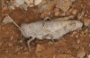 Glyphanus obtusus: Female (Greece, Mount Parnassos, Arachova, 1100m, late July 2025) [N]