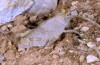 Glyphanus obtusus: Larva (Mt. Parnassos, Central Greece, above Arachova, June 2019) [N]