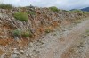 Glyphanus obtusus: Parnaß (Mittelgriechenland, Arachova, 1100m, Juni 2019) [N]