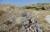 Glyphanus obtusus: Habitat (Greece, Mount Parnassos, Arachova, 1100m, late July 2025) [N]