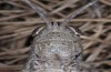 Orchamus yersini: Female, head ventrally (Samos east coast, May 2014)