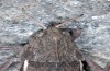 Eumigus rubioi: Weibchen (e.l. Sierra Nevada, Larve Ende März 2015 in 1800m) [S]