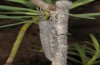Acrostira tamarani: Female, large larva (Gran Canaria, Mirador de Tasartico, 700m, mid-December 2016) [N]