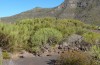 Acrostira tenerifae: Habitat (Tenerife, Teno Mountains, December 2017) [N]
