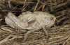 Euryparyphes terrulentus: Adult (Cadiz, Puerto de Galiz, larva in March 2019) [S]