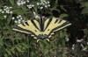 Papilio alexanor: Falter (Samos, Pirgos, Ende Mai 2014) [N]