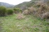Archon apollinus: Larval habitat (Greece, Samos Island, early April 2022) [N]