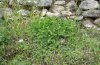 Archon apollinus: Aristolochia bodamae with larvae in a olive grove in Samos [N]