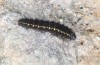 Parnassius apollo: Larva in the second instar (Valais, Stalden, 2023)