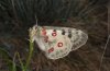 Parnassius apollo: Männchen (Wallis, Mai 2009) [N]