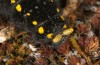 Parnassius apollo: Larva in the last instar L5 (Valais, Täschalpe, late May 2023)