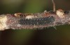 Parnassius apollo: Larva in the first instar (Valais, Stalden, 2023)