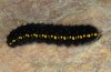 Parnassius apollo: Larva (Valais, Stalden, 12. April 2009) [N]