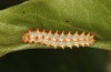 Zerynthia cassandra: L5 larva (e.l. Italy, Apulia, NW of Bari, eggs found in early May 2025) [S]