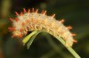 Zerynthia cassandra: L5 larva (e.l. Italy, Apulia, NW of Bari, eggs found in early May 2025) [S]