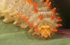Zerynthia cassandra: L5 larva (e.l. Italy, Apulia, NW of Bari, eggs found in early May 2025) [S]