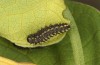 Zerynthia cassandra: L2 larva (e.l. Italy, Apulia, NW of Bari, eggs found in early May 2025) [S]