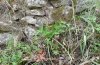 Zerynthia cerisy: Larvalhabitat am Grunde einer Stützmauer in einem Olivenhain (Samos, Mai 2009) [N]