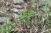 Zerynthia cerisy: Larval habitat at the base of a wall in an olive grove (Samos, May 2009) [N]