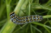Papilio hospiton: Larva (Sardinia, Gennargentu, 1000m, 21/05/2012) [N]
