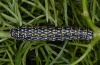 Papilio hospiton: Raupe (Sardinien, Gennargentu, 1000m, 21.05.2012) [N]