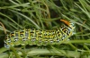 Papilio hospiton: Larva with partly everted neck forkl (Sardinia, Gennargentu, 1000m, 21/05/2012) [M]