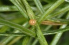 Papilio hospiton: Ovum some days after oviposition (Sardinia, May 2012) [N]