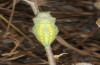 Papilio machaon: Puppe wenige Tage nach der Beobachtung der Präpuppe (Griechenland, Lesbos, Ende Mai 2019) [N]