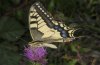 Papilio machaon: Falter (spanische Westpyrenäen, Juli 2010) [N]