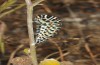 Papilio machaon: Präpuppe (Griechenland, Lesbos, Ende Mai 2019)  [N]
