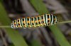 Papilio machaon: Raupe (Ostalb, September 2009) [N]