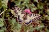 Papilio machaon: Falter-Oberseite
