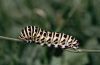 Papilio machaon: Raupe