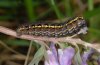 Parnassius mnemosyne: Larva (color form, Valais, Switzerland)