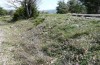 Parnassius mnemosyne: Larval habitat with Corydalis solida in the French Alpes-Maritimes in April 2013 [N]