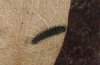 Parnassius mnemosyne: L1-larva