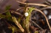 Parnassius phoebus: Hibernating egg (Switzerland, Valais, Täschalpe, 2300m, late August 2022)