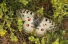 Parnassius phoebus: Female (Switzerland, Valais, Täschalpe, 2300m, mid-June 2022) [N]