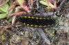 Parnassius phoebus: L4 larva (Switzerland, Valais, Täschalpe, 2300m, late May 2023)