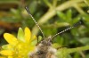 Parnassius phoebus: Female (Switzerland, Valais, Täschalpe, 2300m, mid-June 2022) [N]