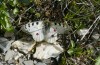 Parnassius phoebus: Male (Switzerland, Grisons, Albula, mid-July 2023) [N]