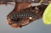 Parnassius phoebus: L1 larva (e.o. Switzerland, Valais, Täschalpe, 2300m, early spring 2023) [S]