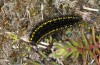 Parnassius phoebus: L5 larva (Switzerland, Valais, Täschalpe, 2300m, late May 2023) [N]