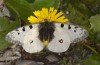 Parnassius phoebus: Male (Switzerland, Grisons, Albula, late July 2023) [N]