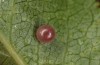 Iphiclides podalirius: Egg after some days (Valais, CH-Stalden, late May 2023) [S]