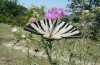 Iphiclides podalirius: Imago (Greece, Mount Olympus, July 2009) [N]