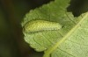 Iphiclides podalirius: Larva L2 (e.o. Valais, CH-Stalden, egg found in late May 2023) [S]