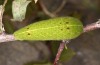 Iphiclides podalirius: Larva on Crataegus (France, Corsica, early October 2024) [S]