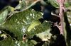 Iphiclides podalirius: Half-grown larva [N]
