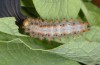 Zerynthia polyxena: Larva (France, Provence, Jouques, mid-May 2007) [N]
